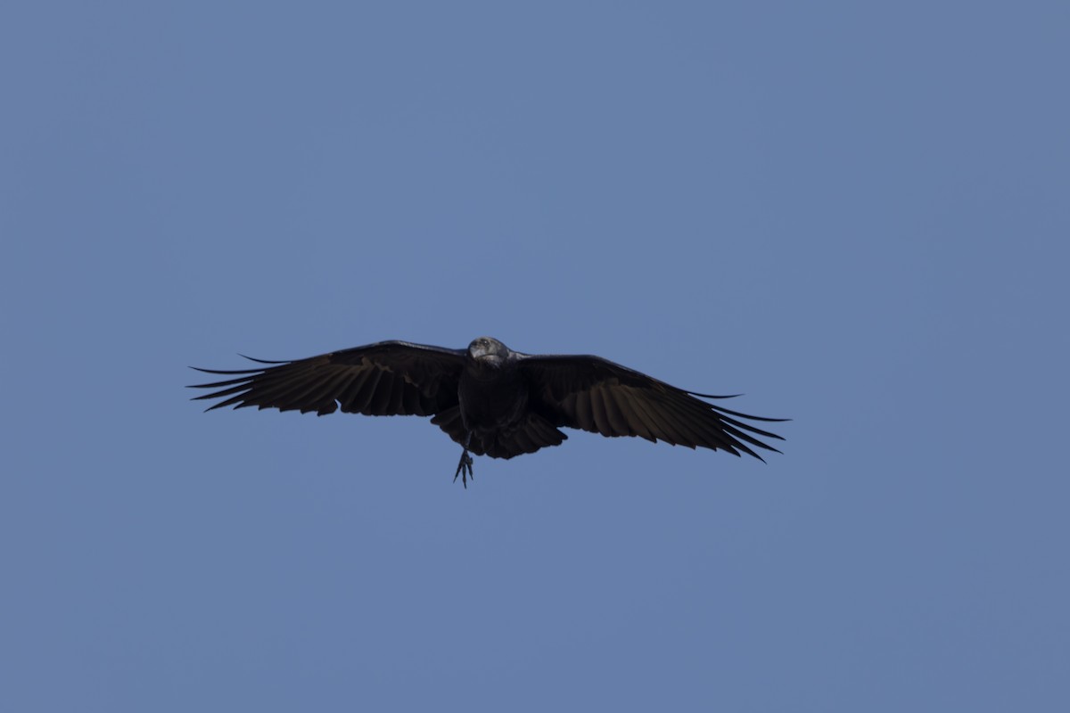 Fan-tailed Raven - ML642860658