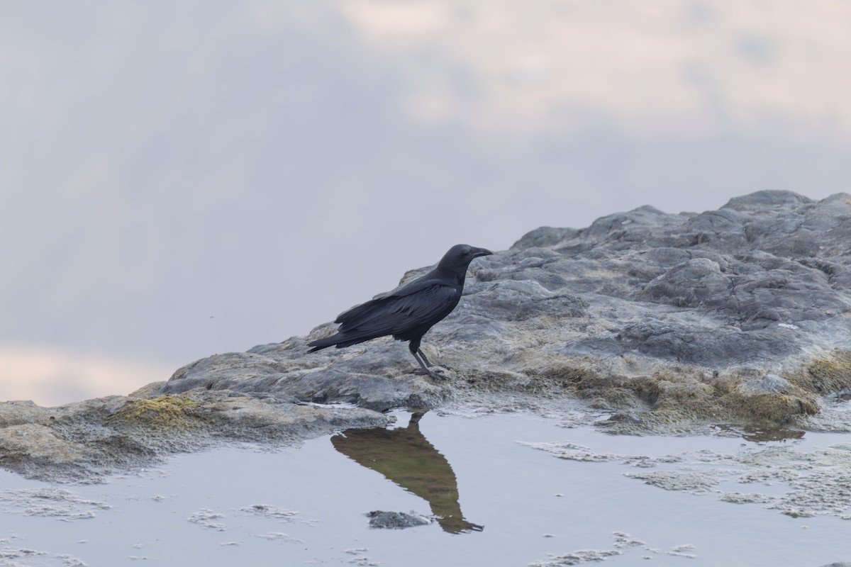 Fan-tailed Raven - ML642860659