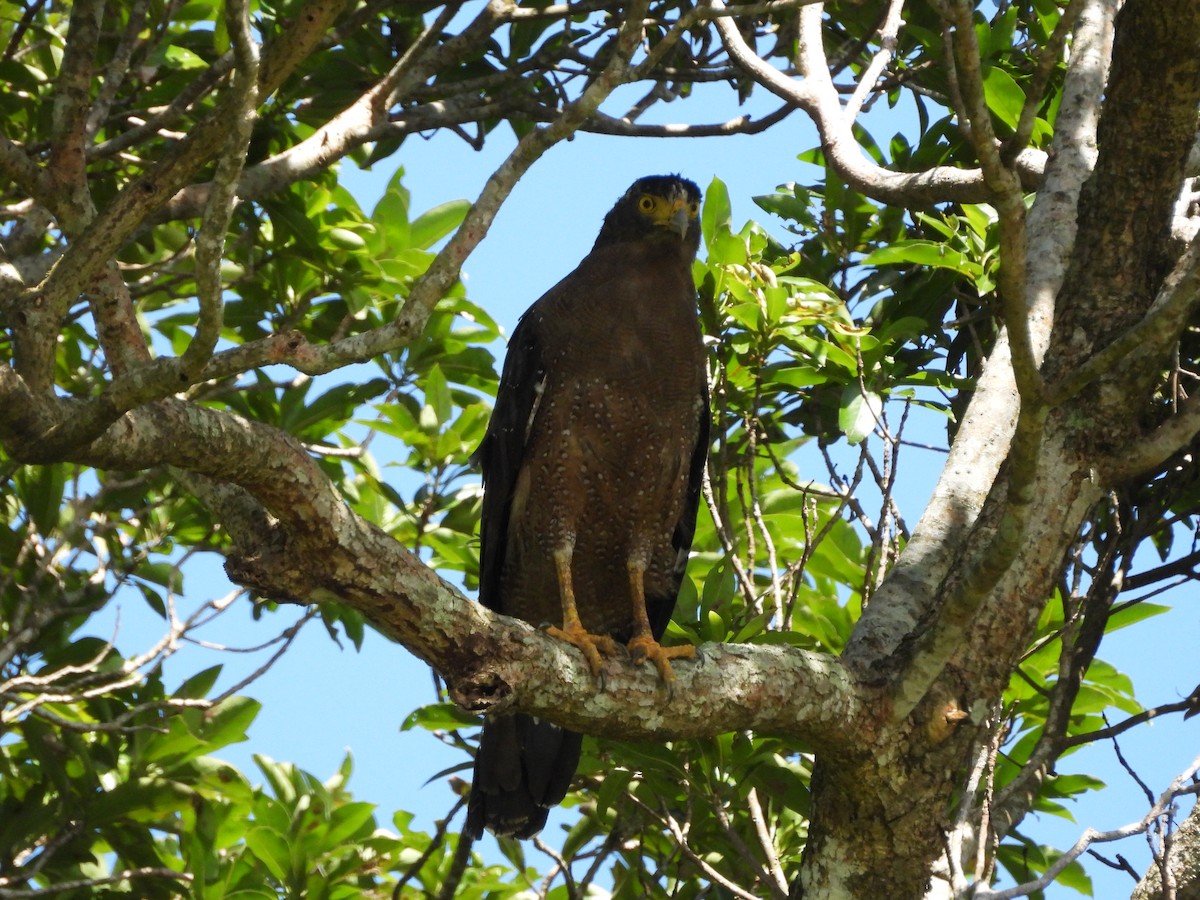 Crested Serpent-Eagle - ML642860662