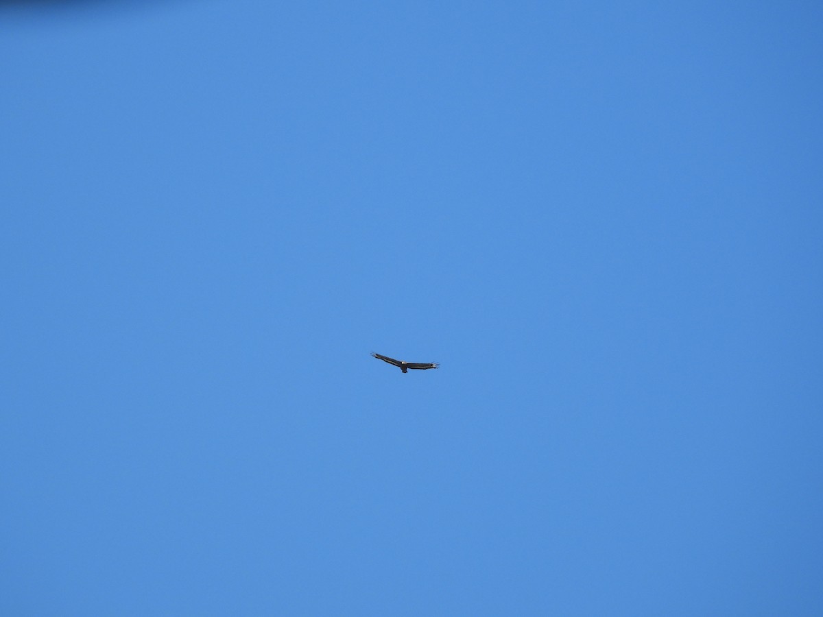 Crested Serpent-Eagle - ML642860663