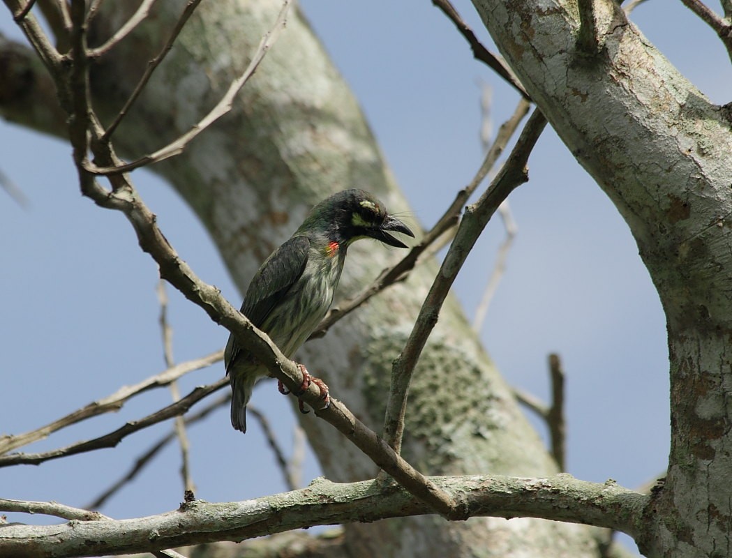 Coppersmith Barbet - ML642860667