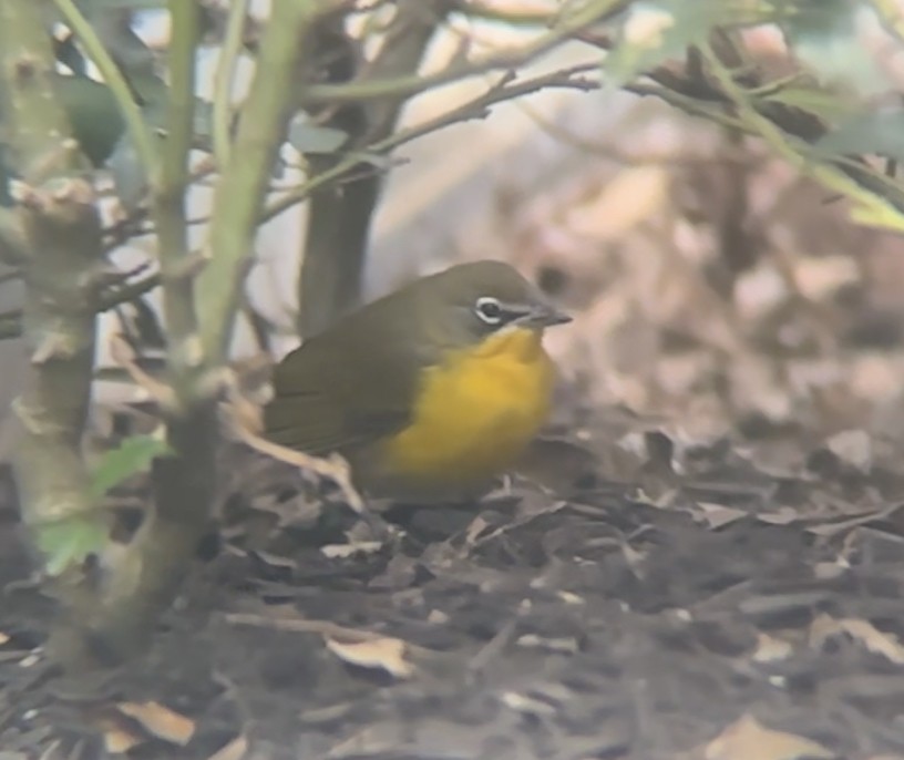 Yellow-breasted Chat - ML642860676