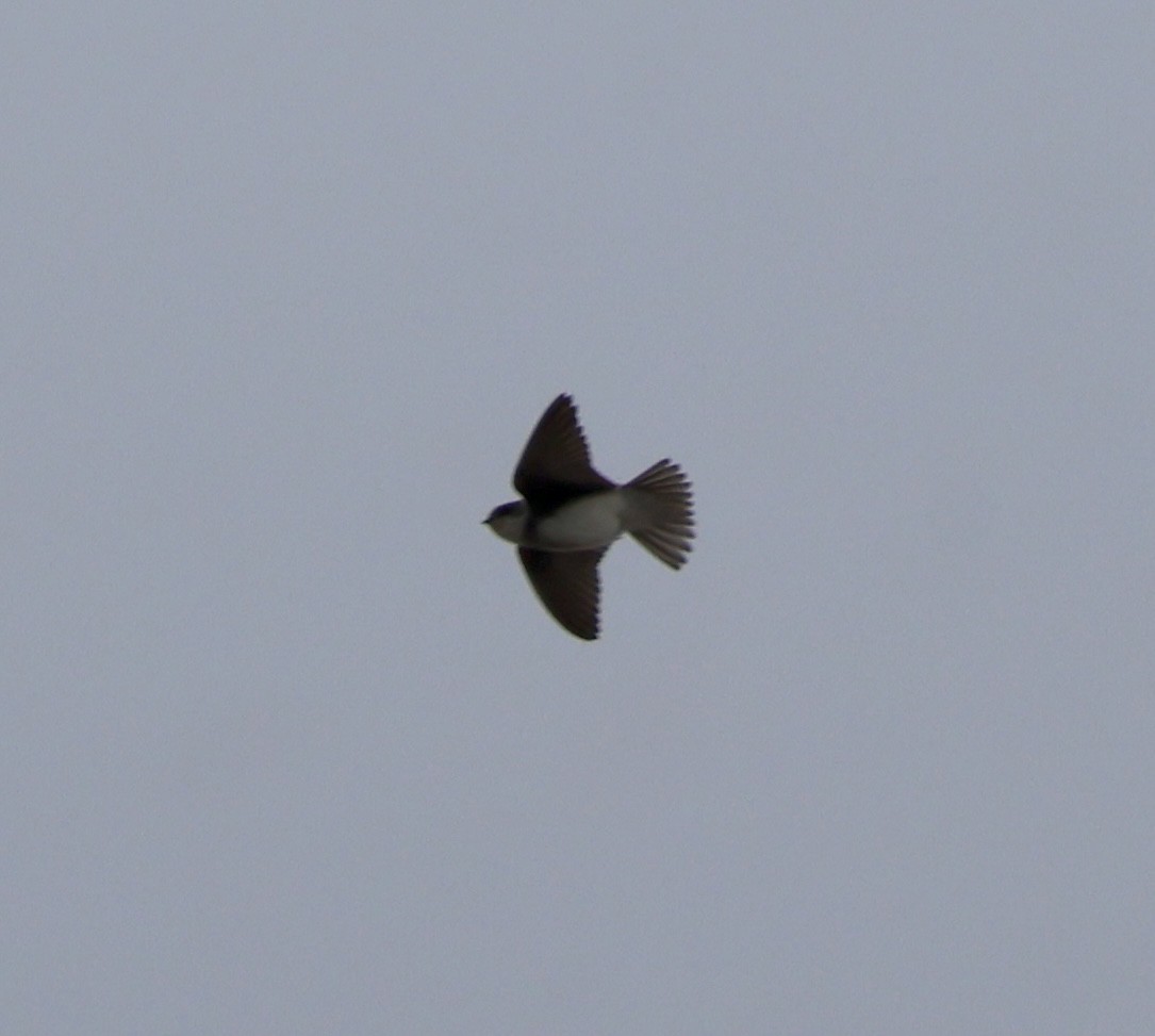 Bank Swallow - ML642860698