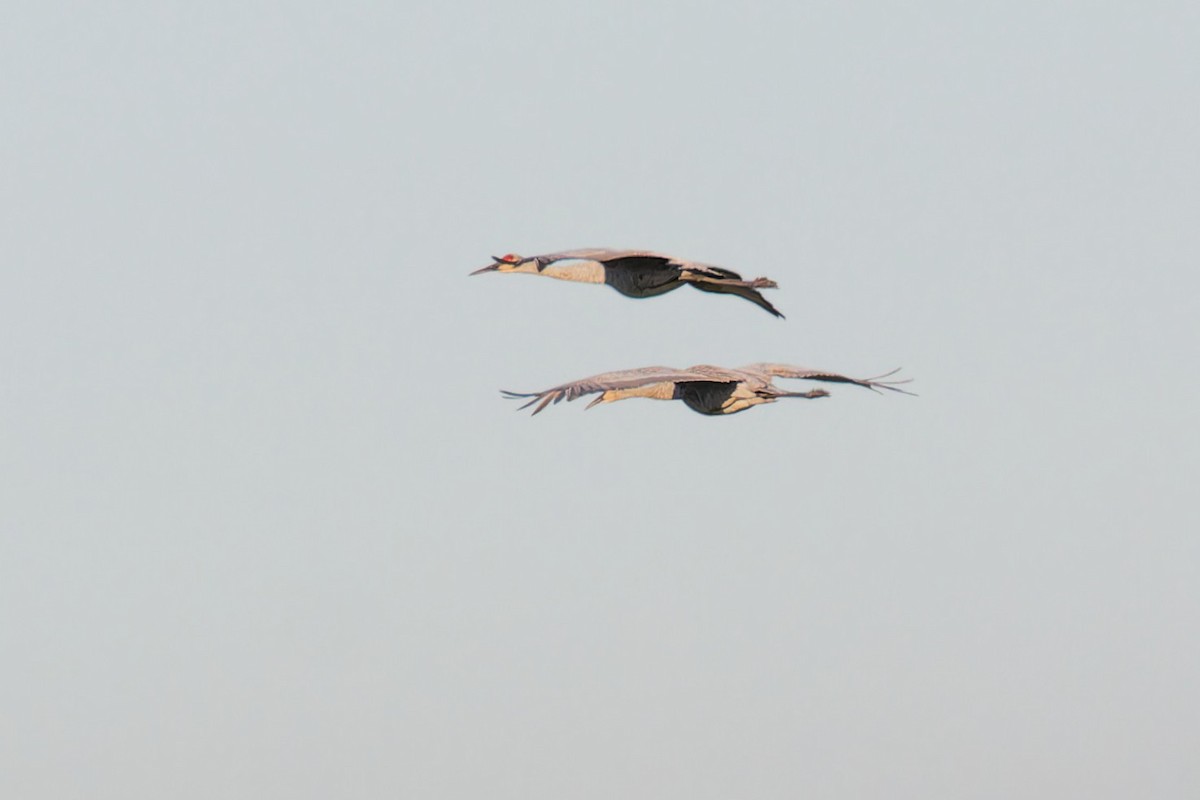 Sandhill Crane - ML642860702