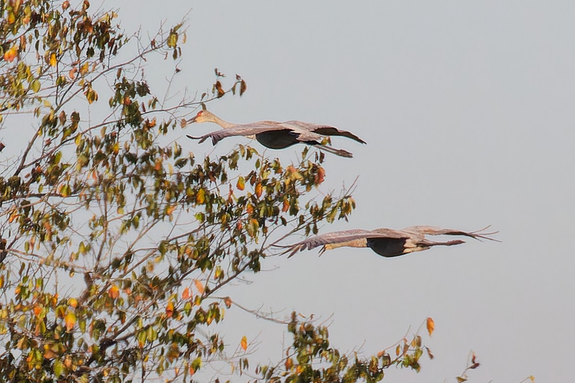 Sandhill Crane - ML642860703