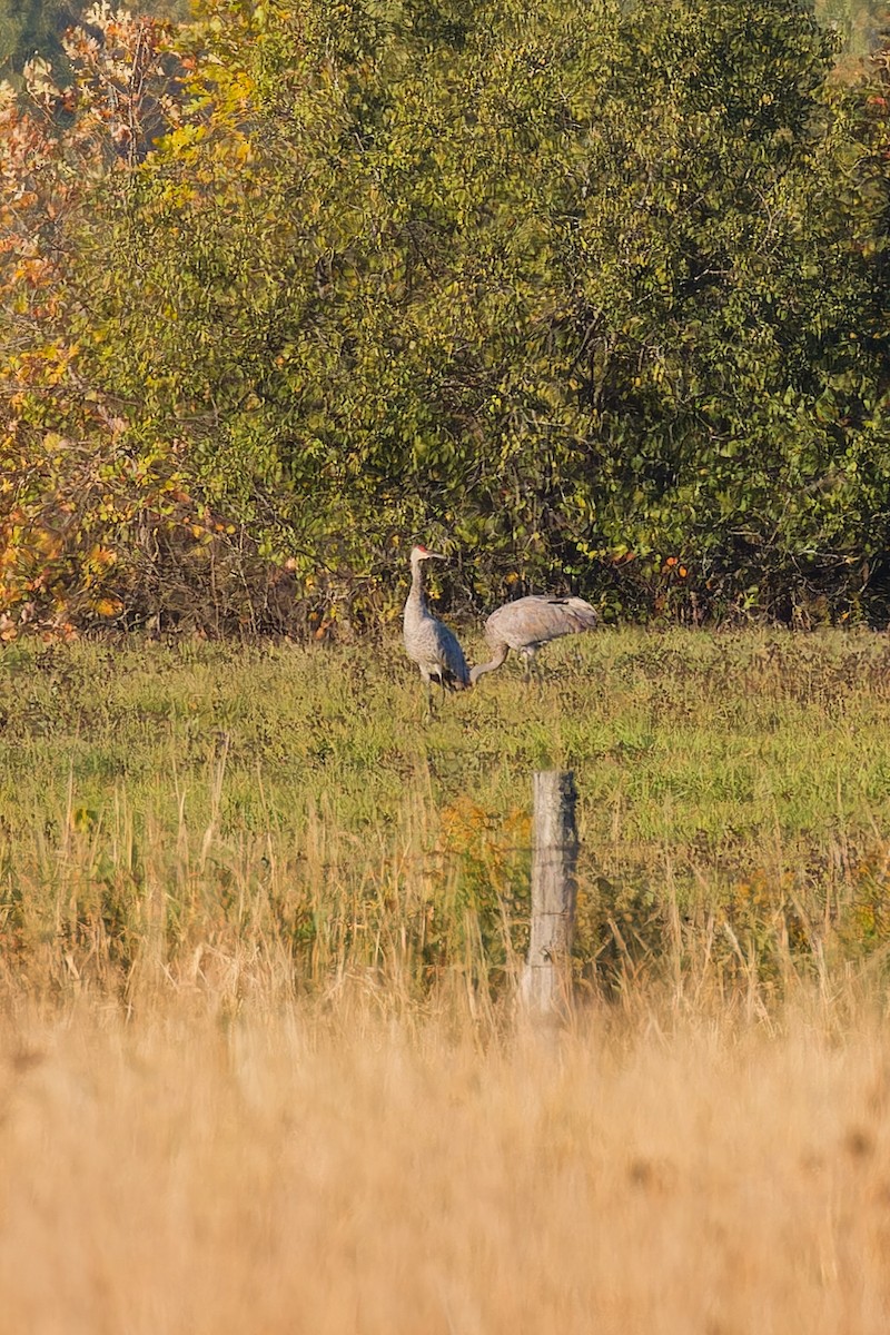 Sandhill Crane - ML642860704