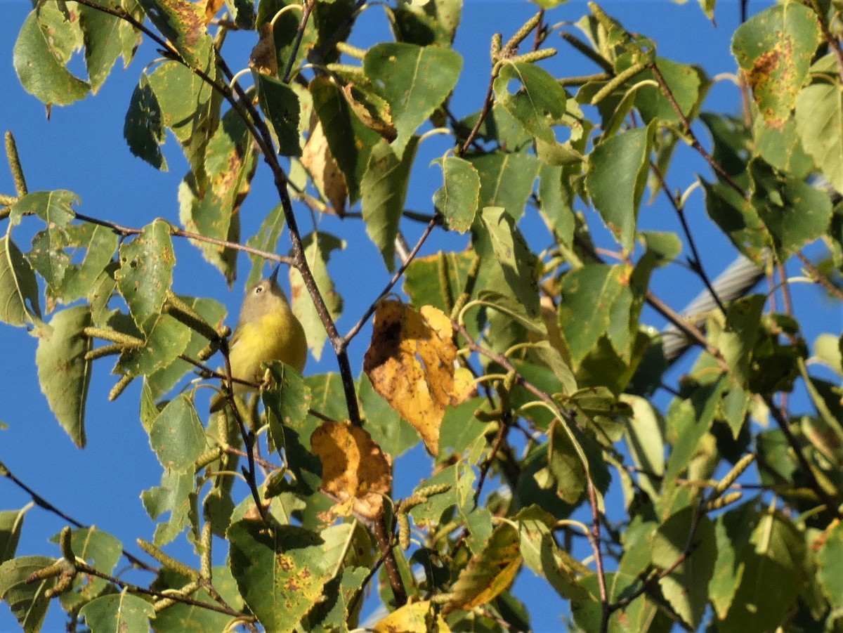 Nashville Warbler - ML642860711