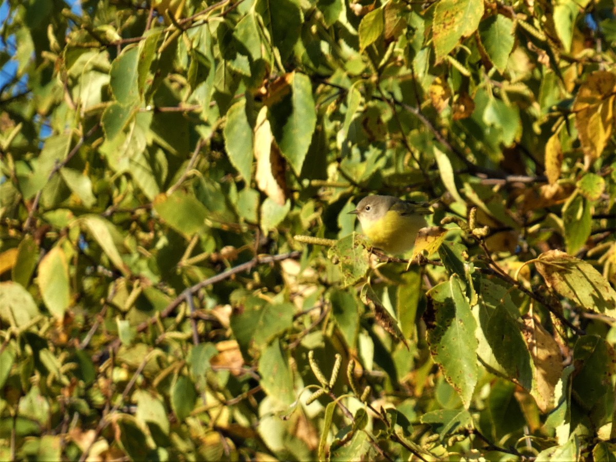 Nashville Warbler - ML642860718