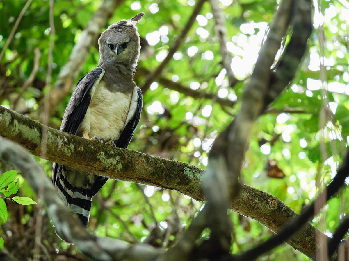 Crested Eagle - ML642860720