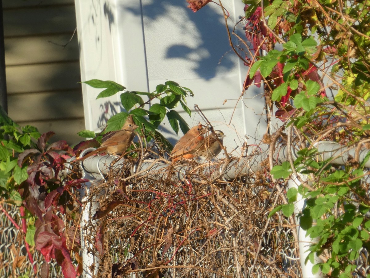 Northern Cardinal - ML642860721