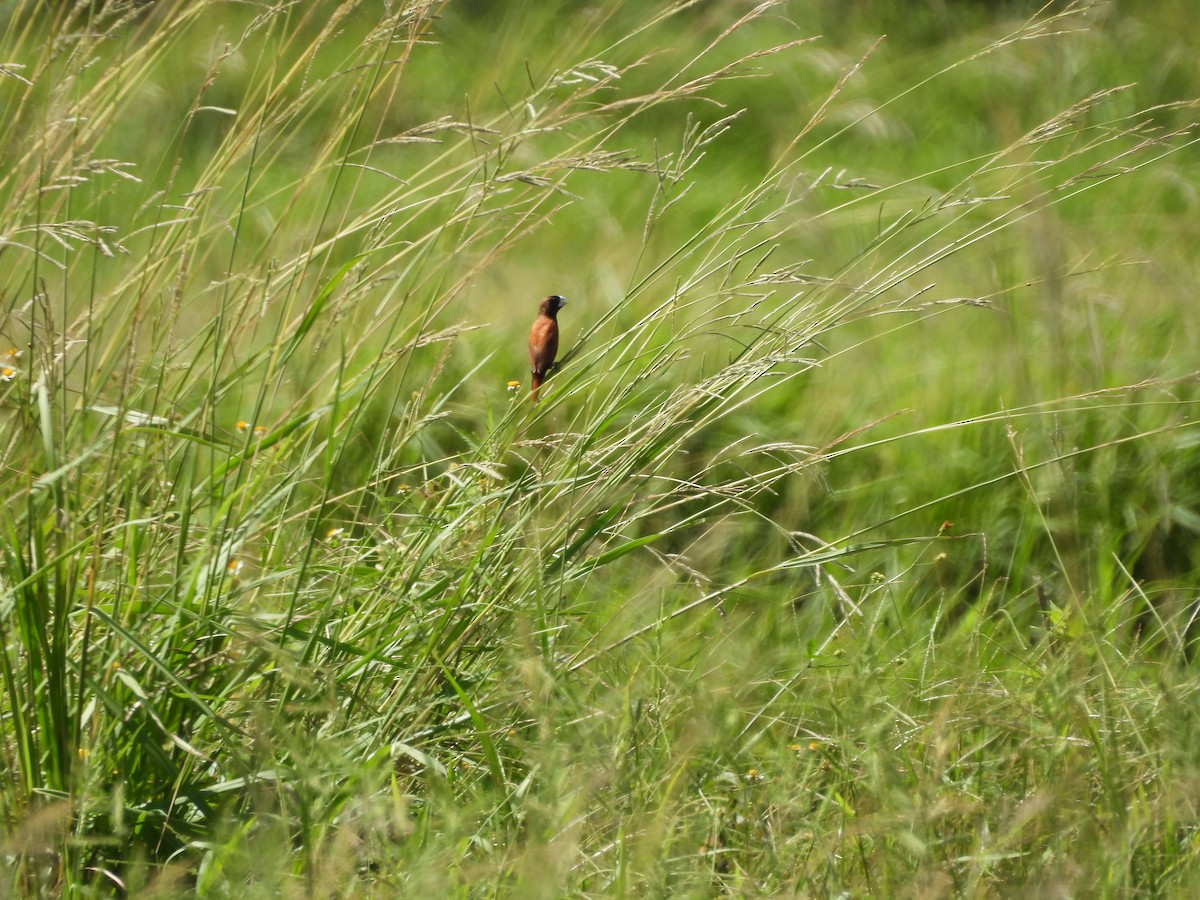 Chestnut Munia - ML642860728