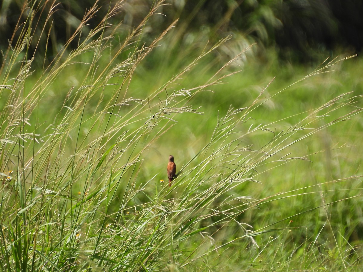 Chestnut Munia - ML642860729