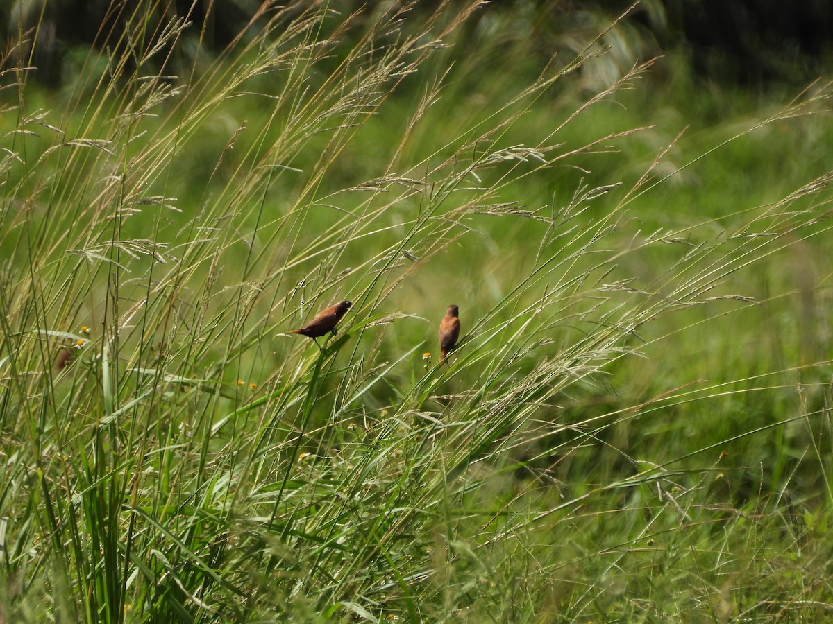 Chestnut Munia - ML642860730