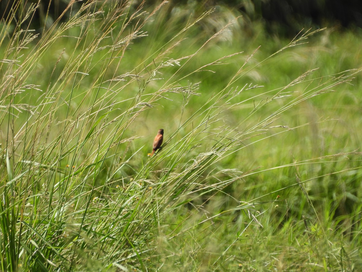 Chestnut Munia - ML642860731