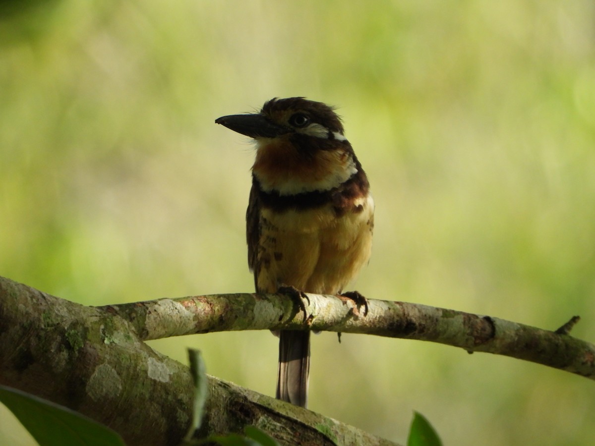 Russet-throated Puffbird - ML642860755