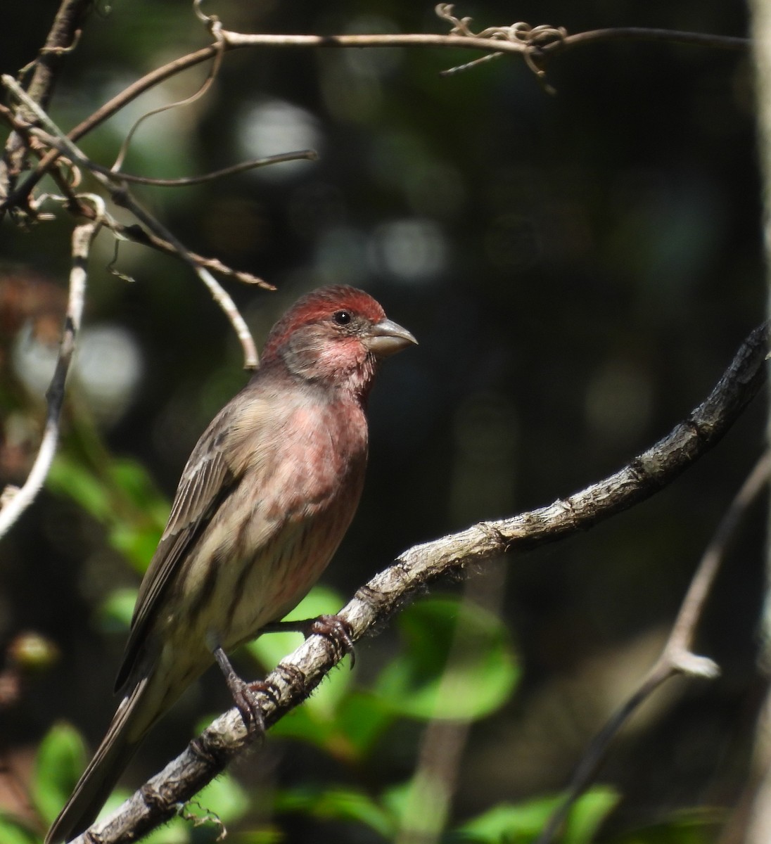 House Finch - ML642860756