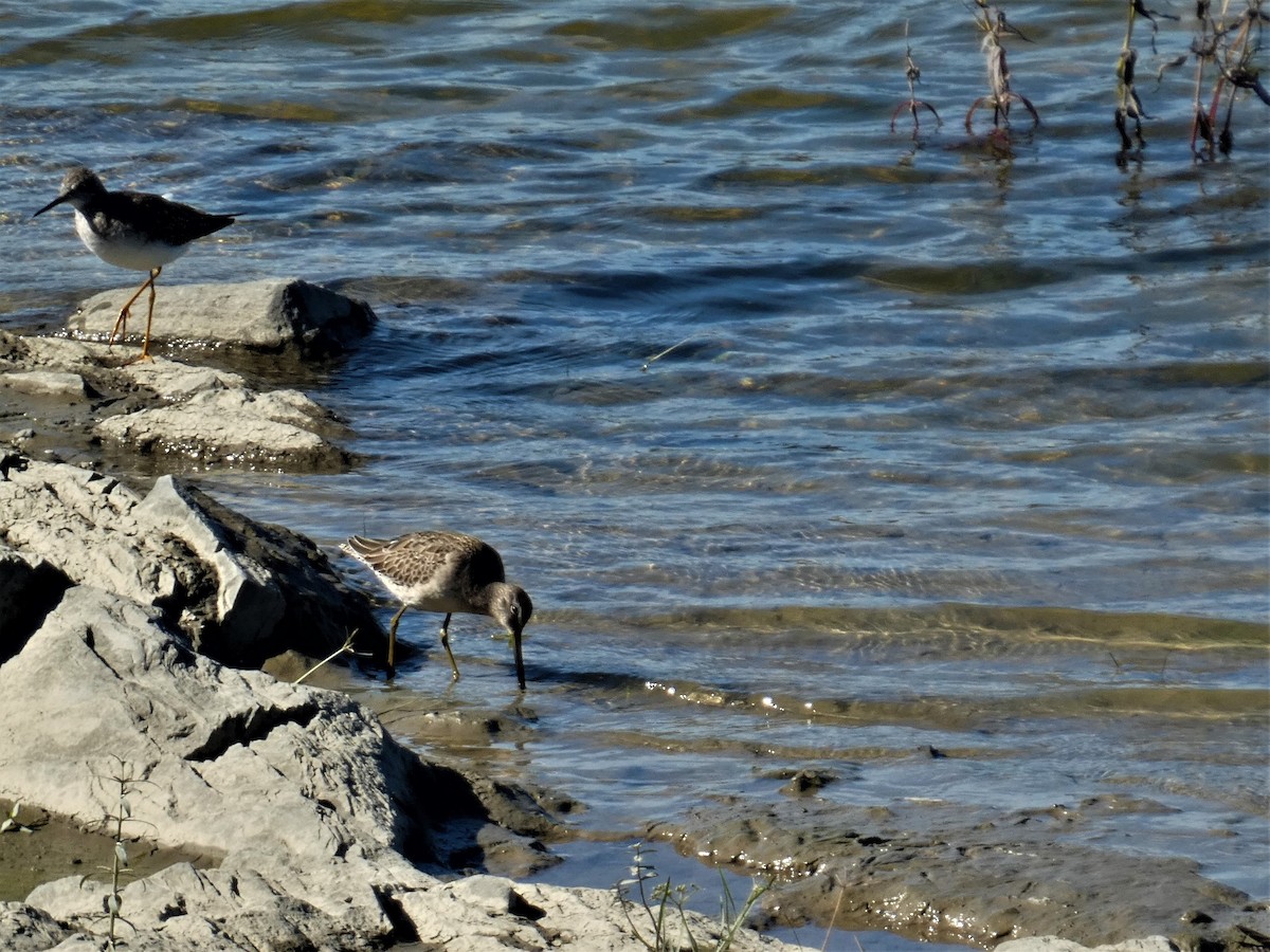 Long-billed Dowitcher - ML642860765
