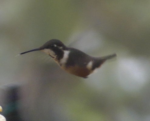 Purple-throated Woodstar - ML642860768