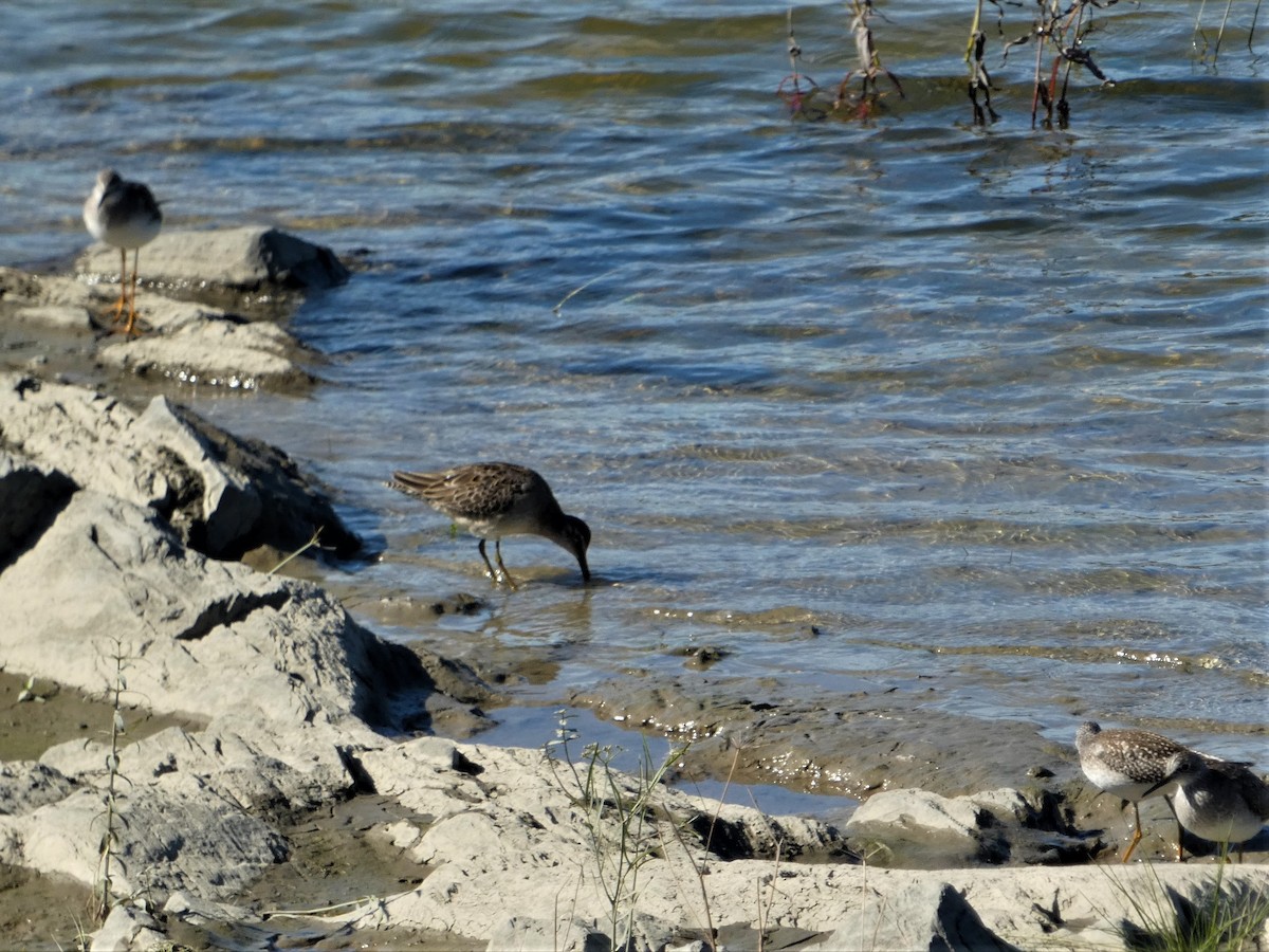 Long-billed Dowitcher - ML642860769