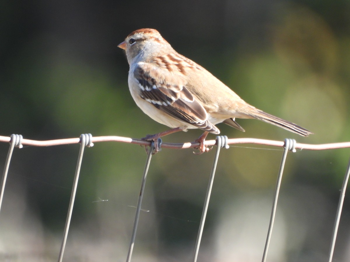 White-crowned Sparrow - ML642860772