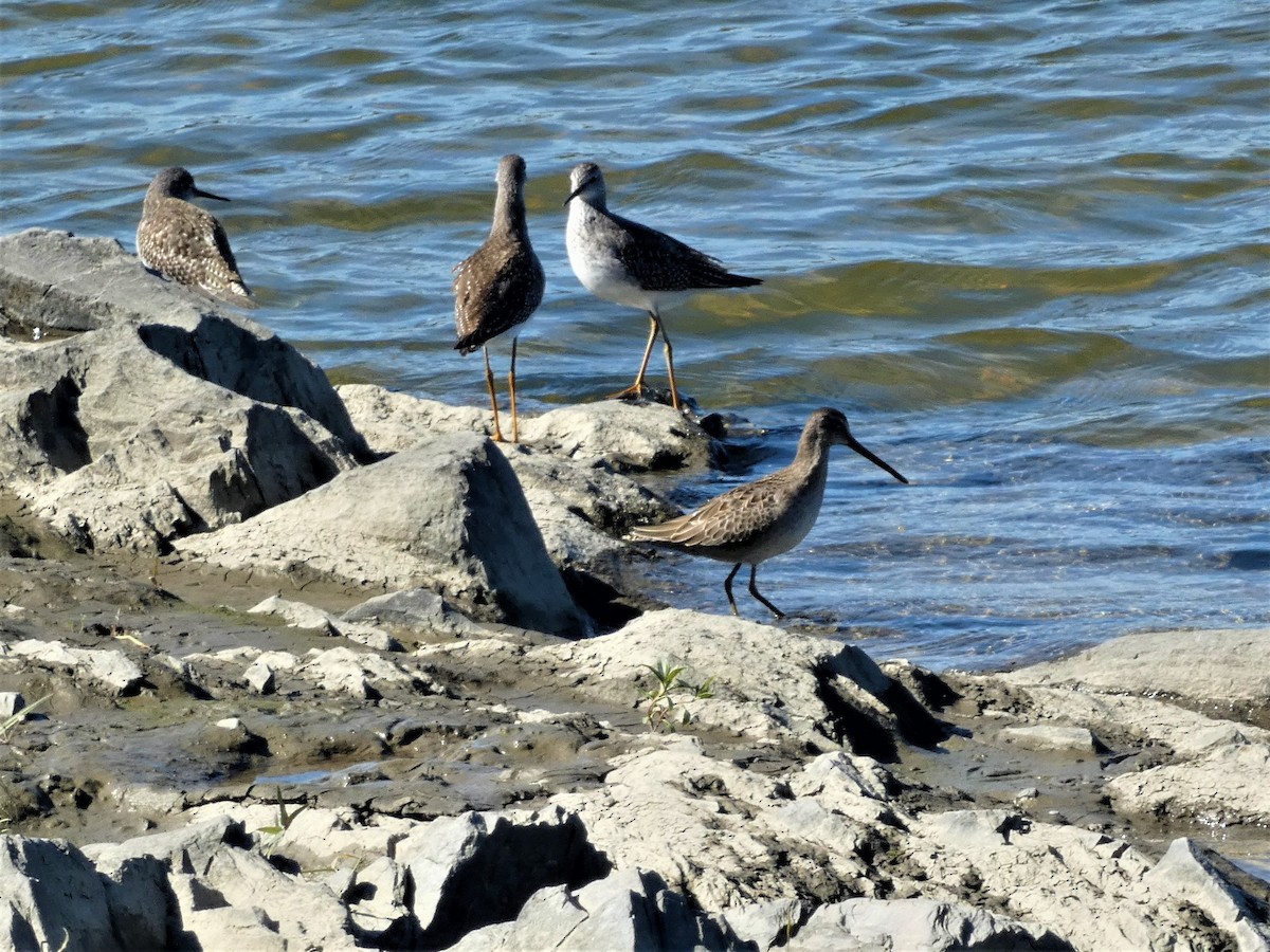 Long-billed Dowitcher - ML642860780