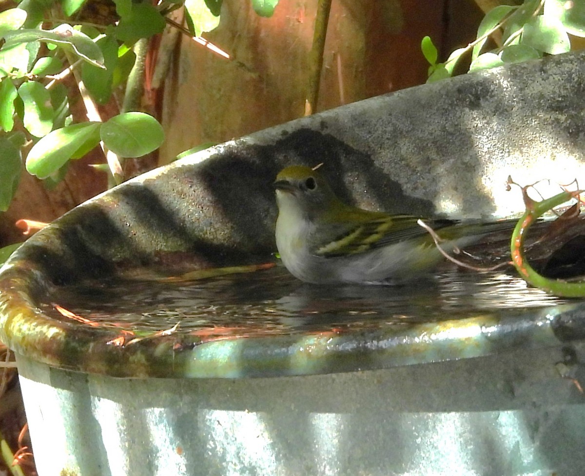 Chestnut-sided Warbler - ML642860783