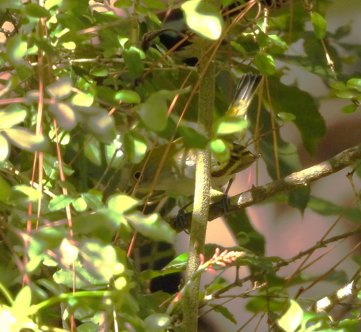 Chestnut-sided Warbler - ML642860784