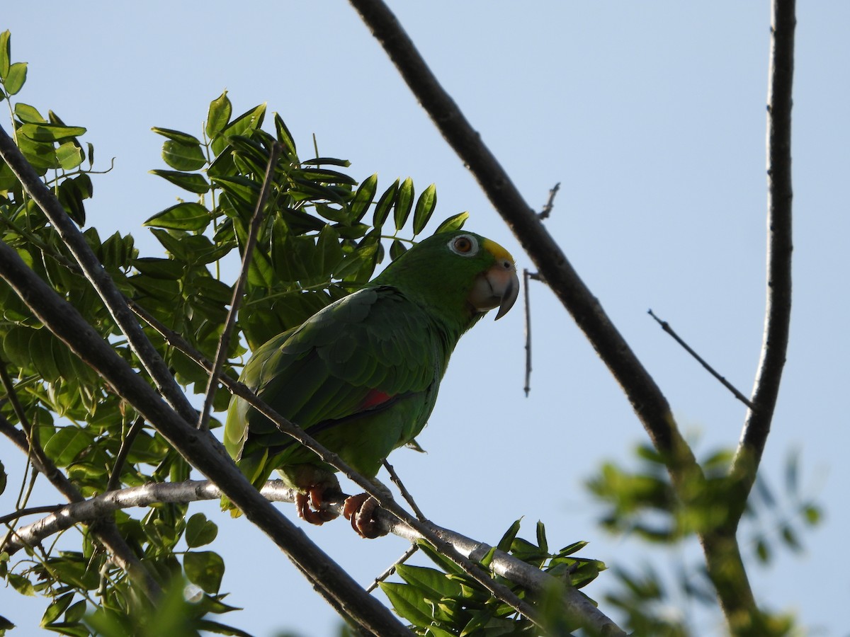 amazoňan žlutohlavý - ML642860789