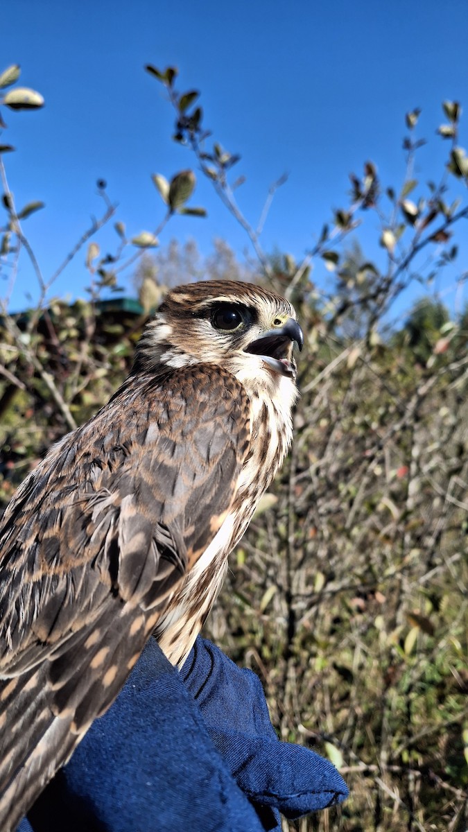 Merlin - ML642860790