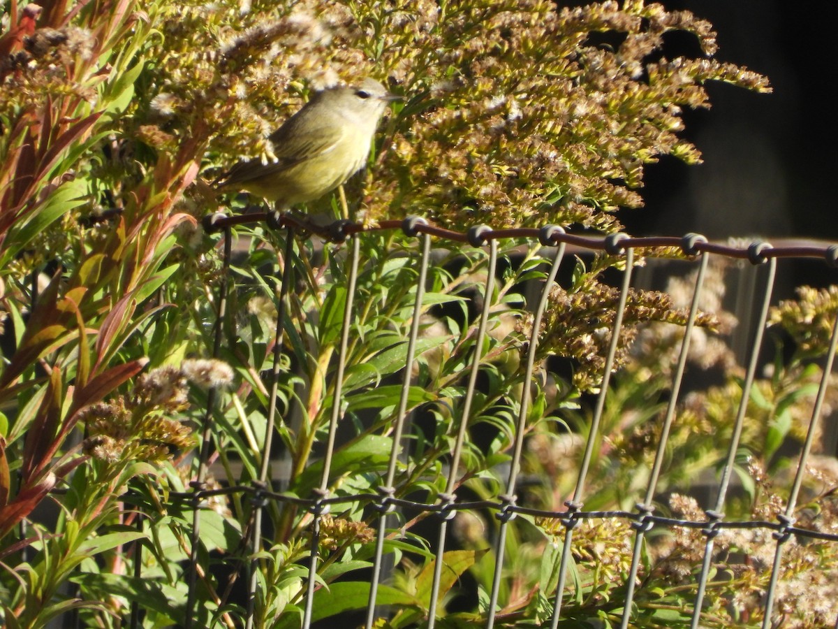 Orange-crowned Warbler - ML642860792