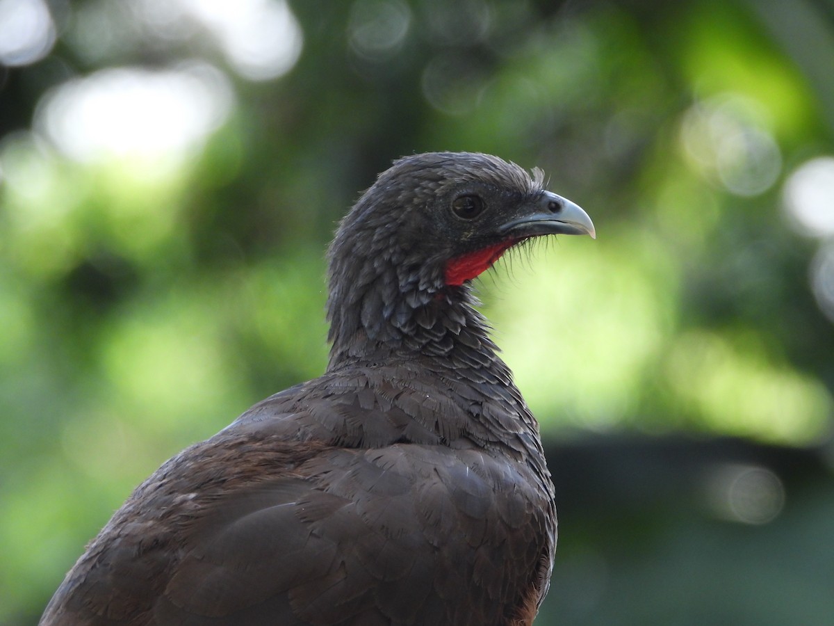 čačalaka kolumbijská - ML642860799