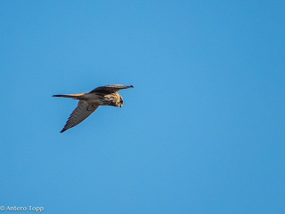 Eurasian Kestrel - ML642860801