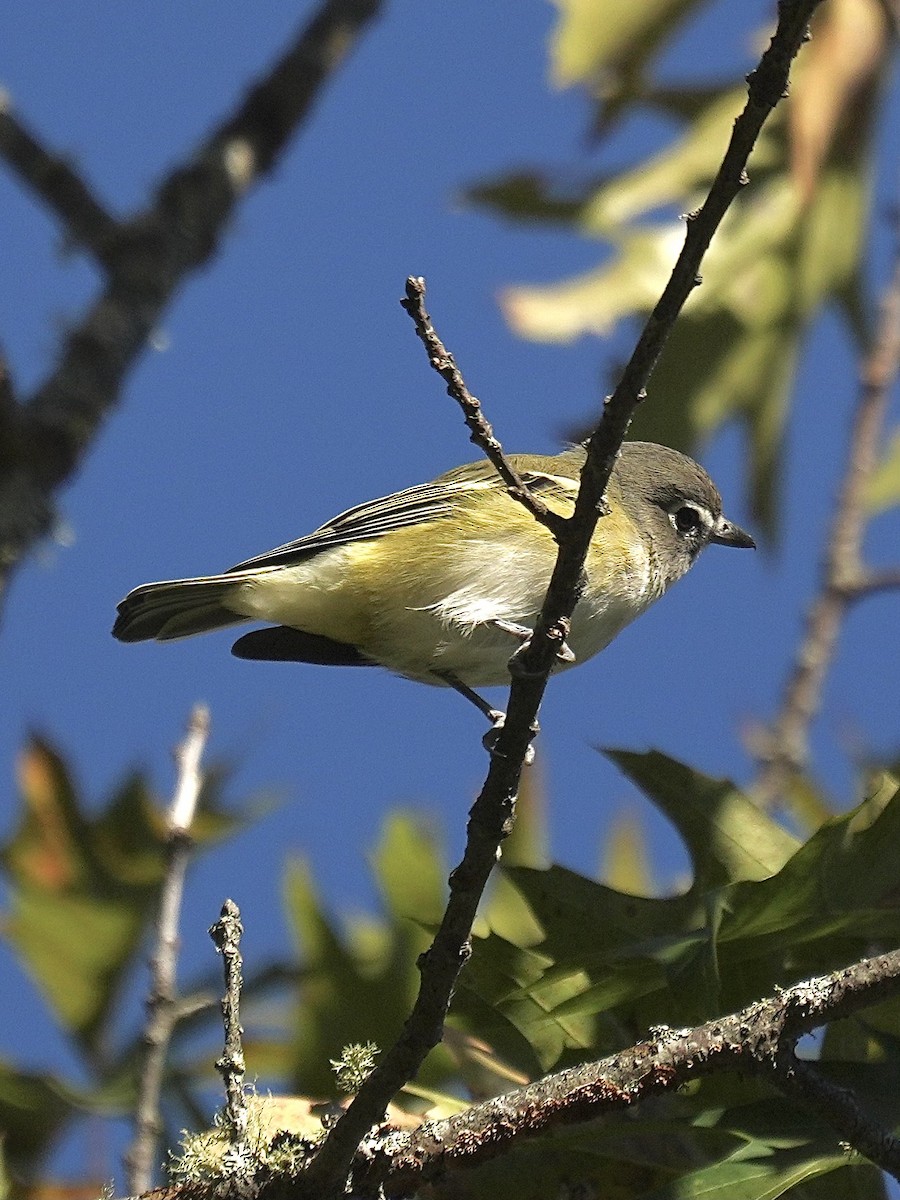 Blue-headed Vireo - ML642860802