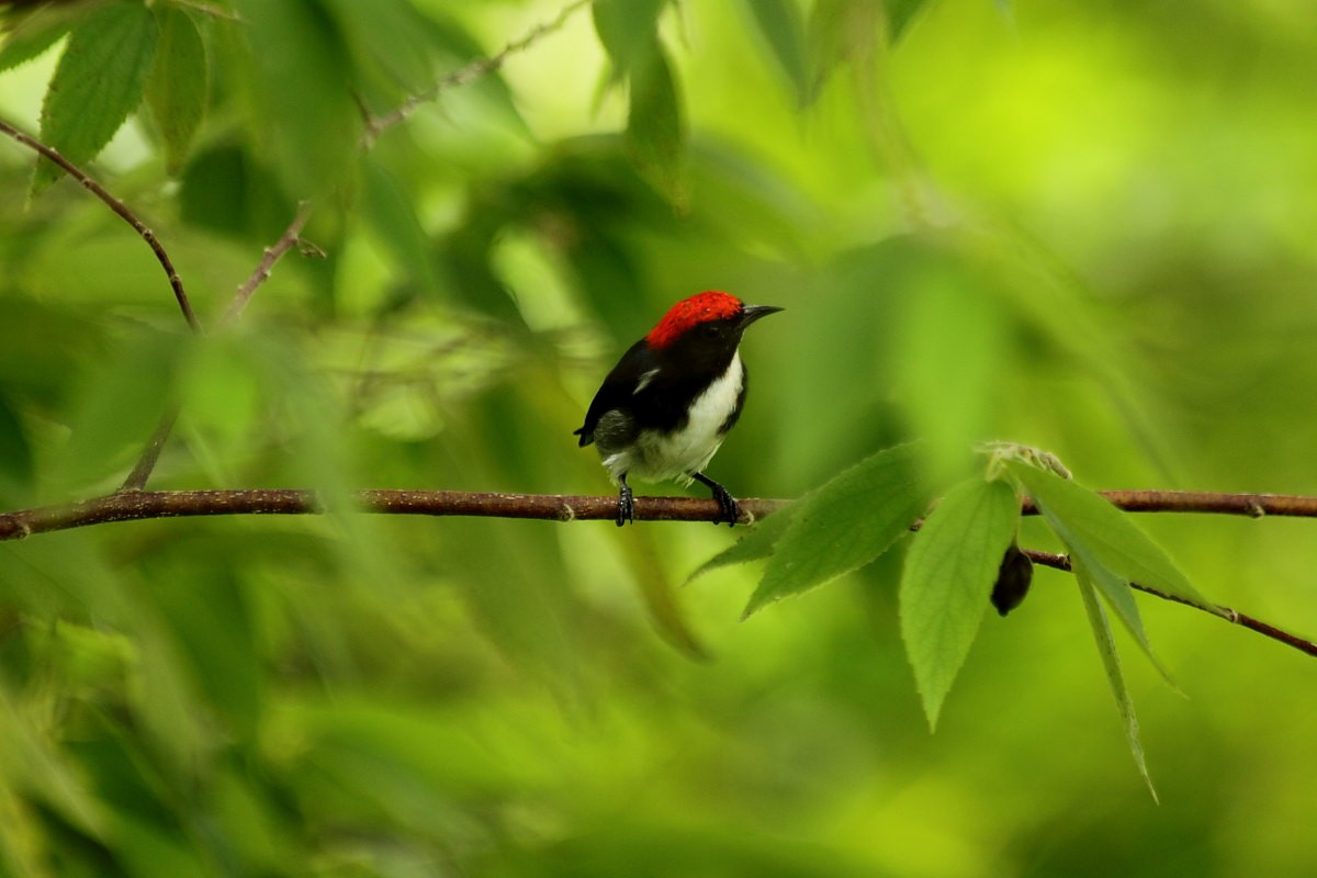 Scarlet-backed Flowerpecker - ML642860813