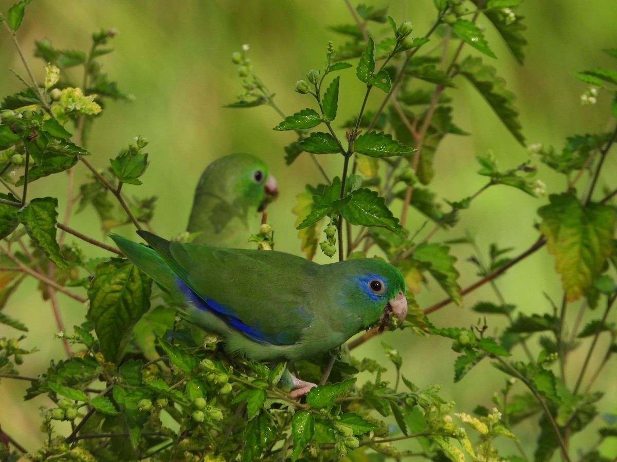 papoušíček brýlatý - ML642860817