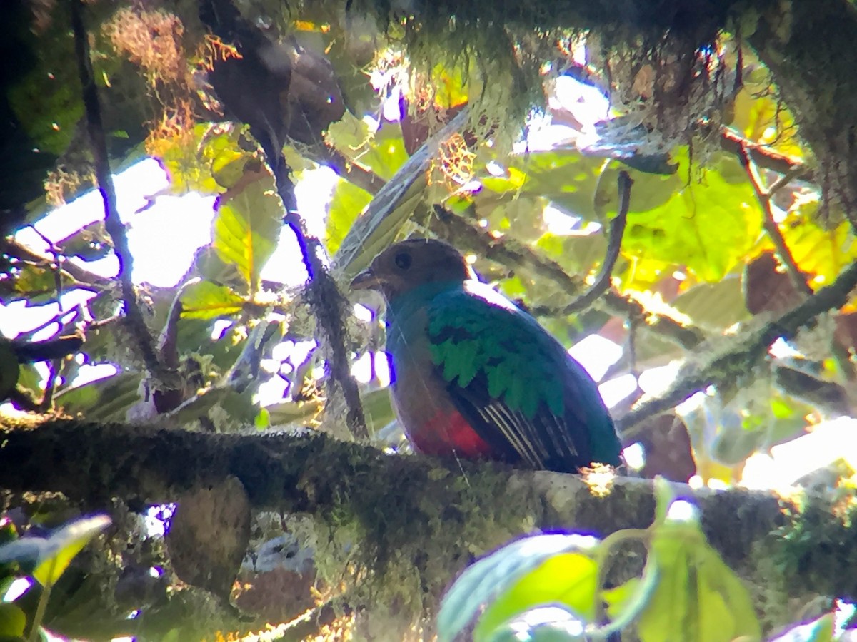 Golden-headed Quetzal - ML642860825