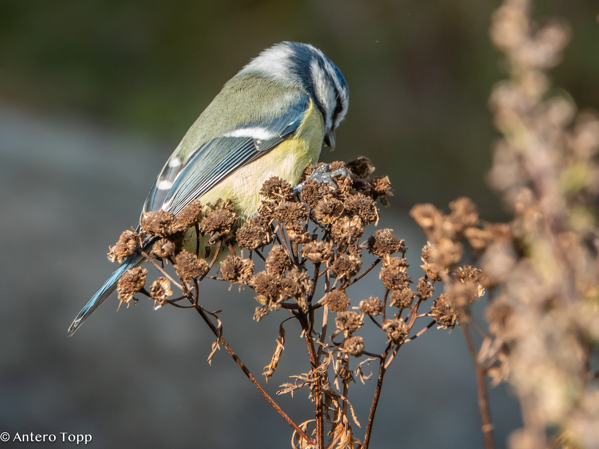 Eurasian Blue Tit - ML642860836