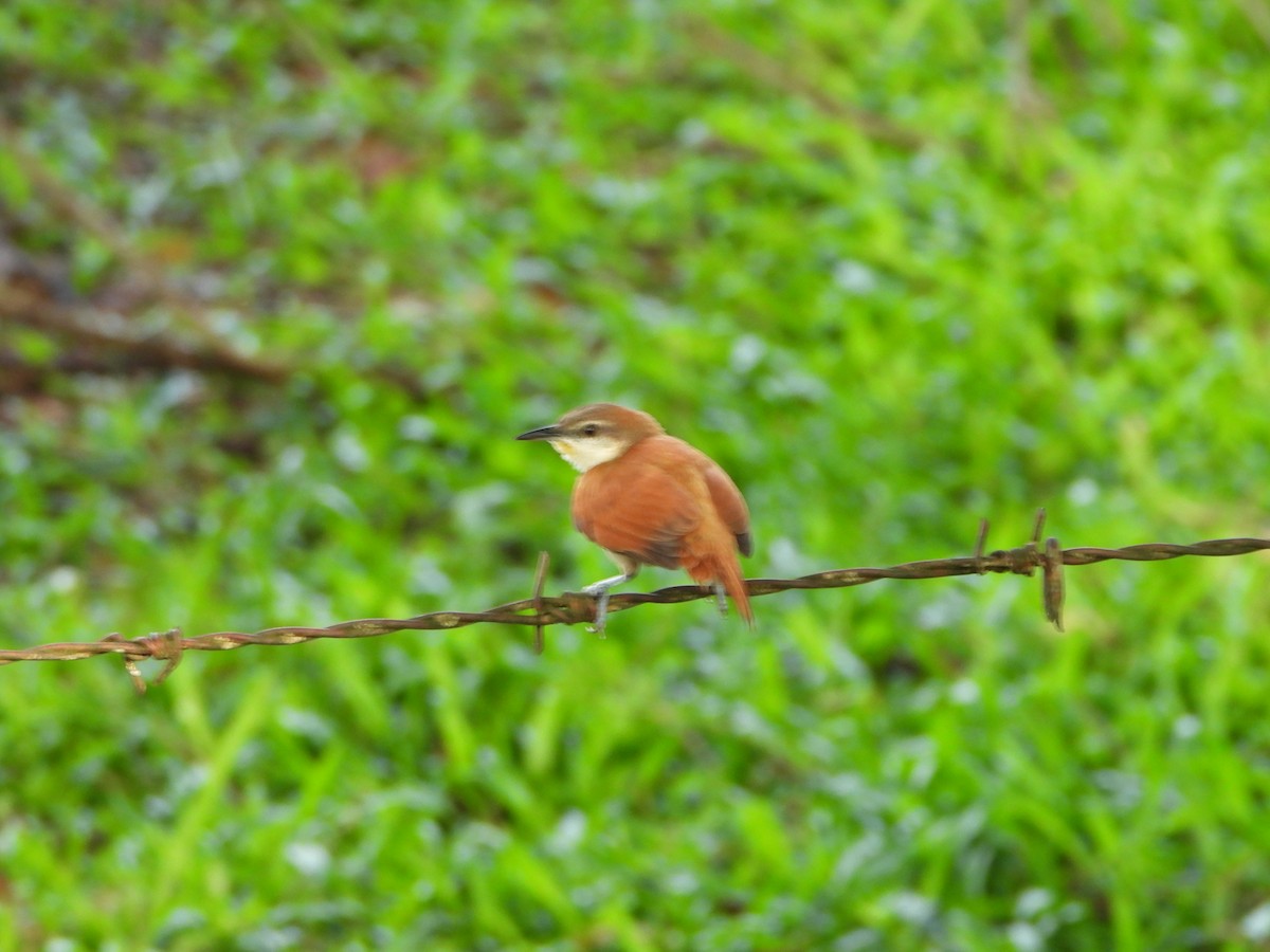 Yellow-chinned Spinetail - ML642860839