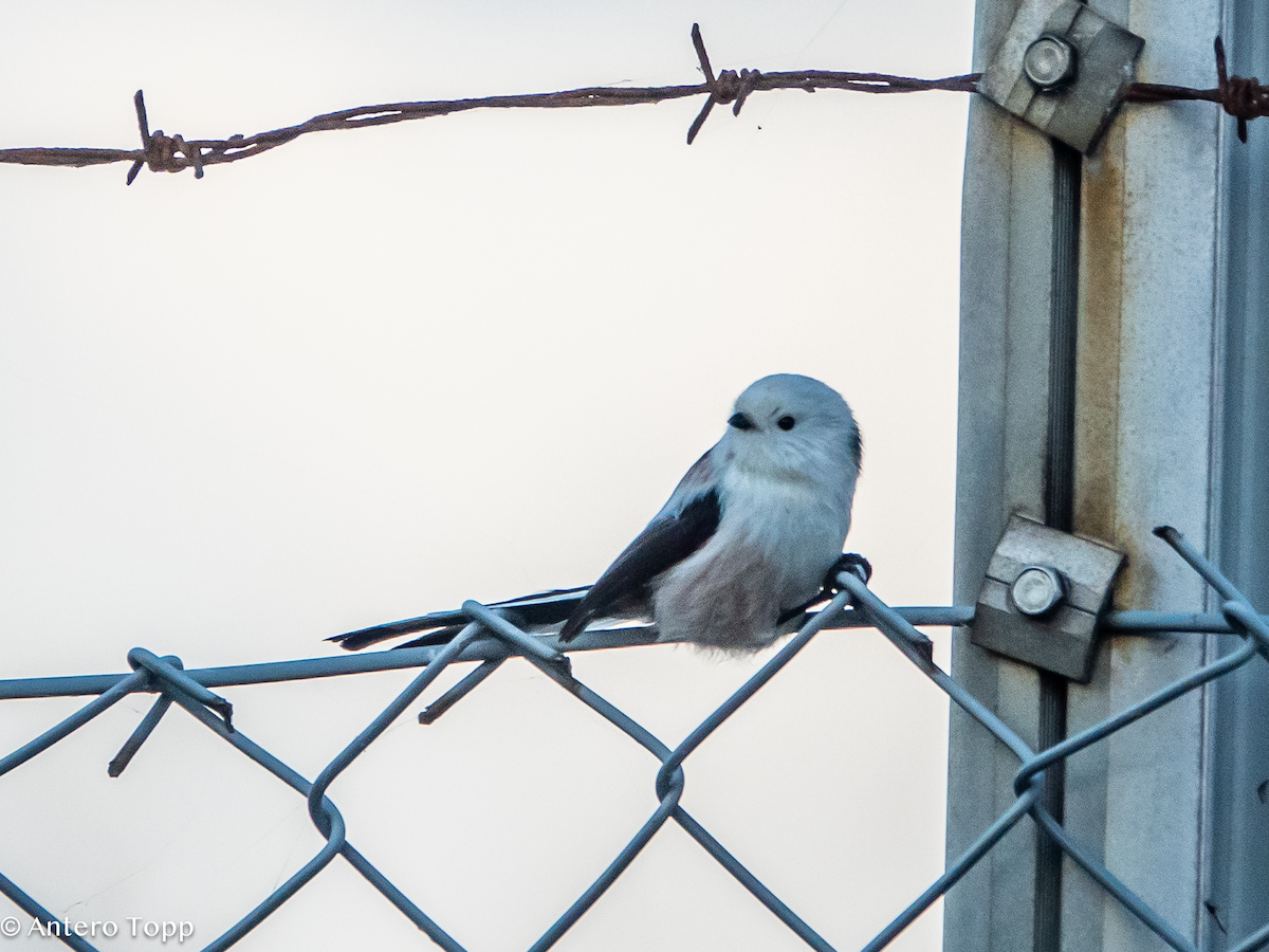Long-tailed Tit - ML642860857