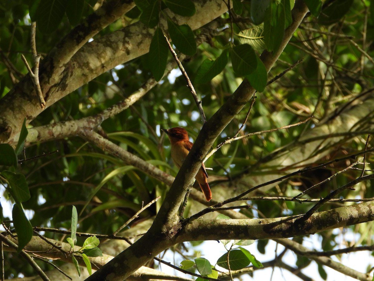 Cinnamon Becard - ML642860862