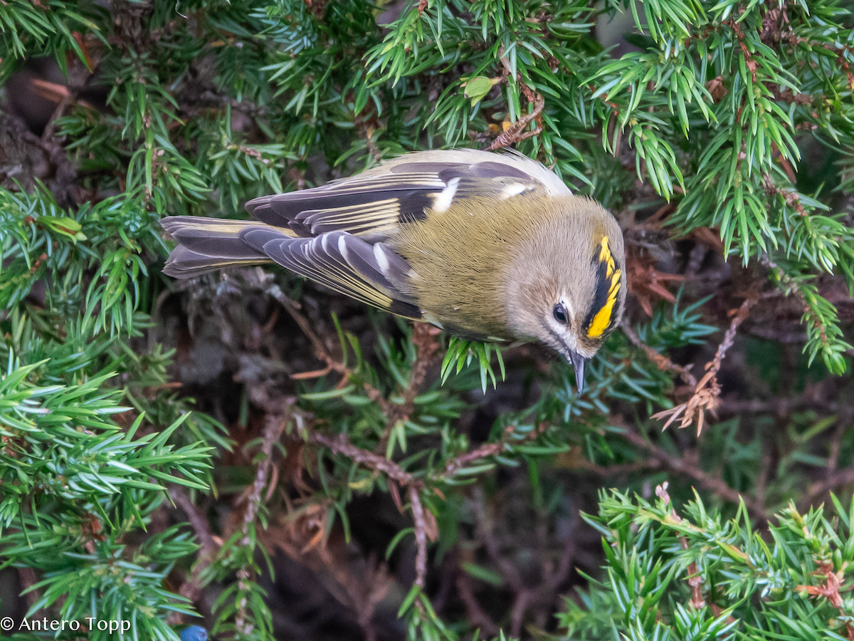 戴菊鳥 - ML642860882