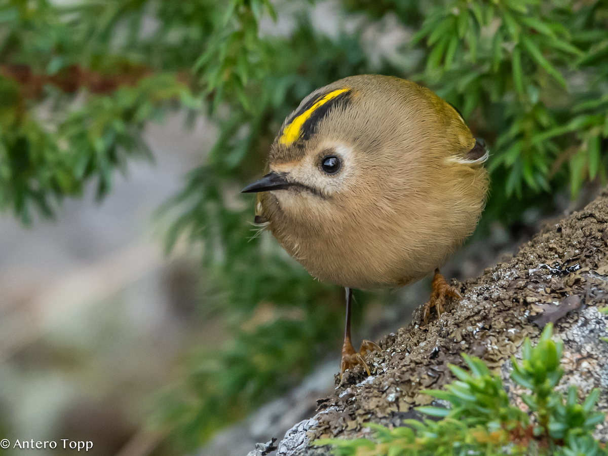 戴菊鳥 - ML642860883