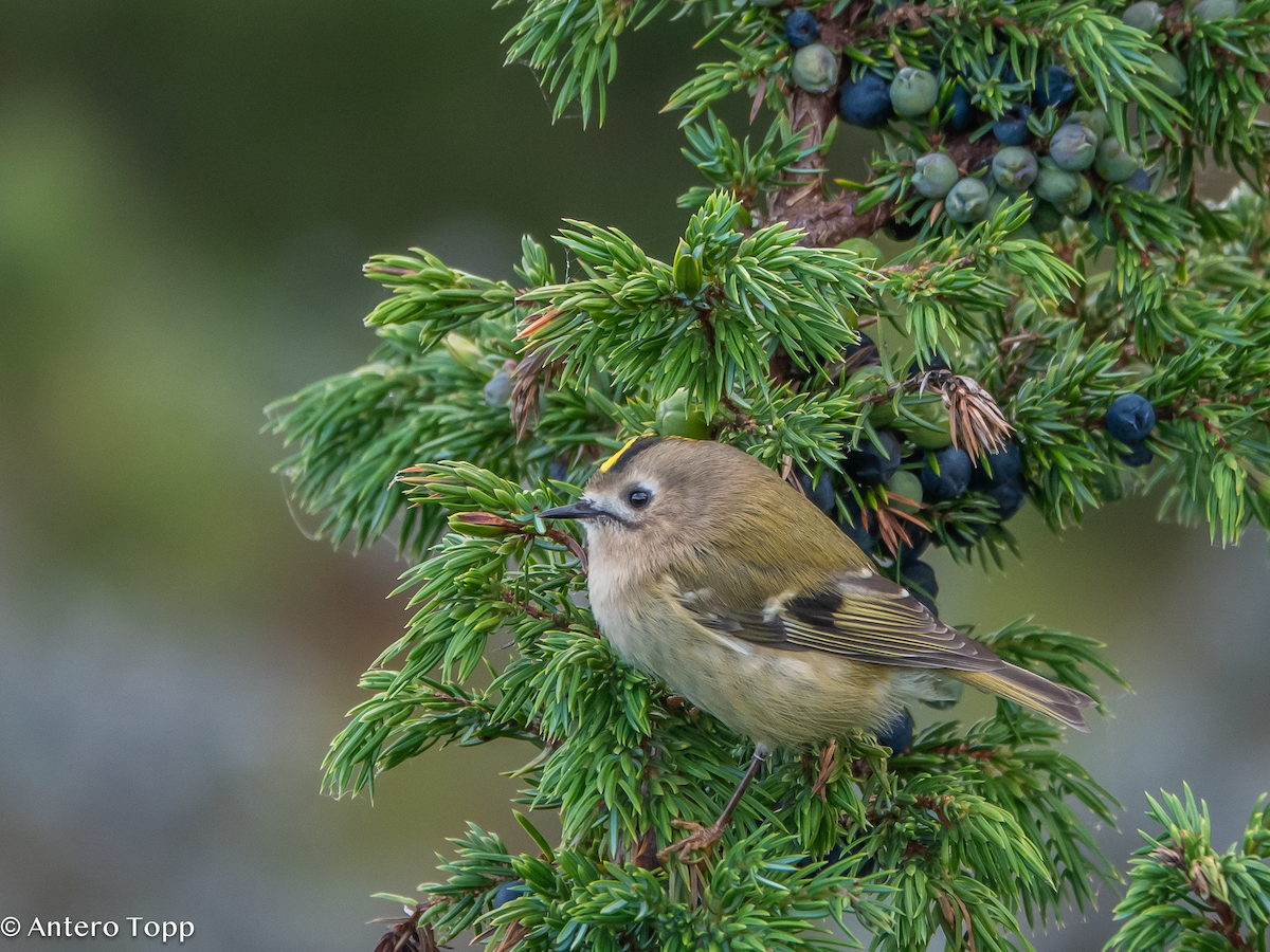 戴菊鳥 - ML642860884