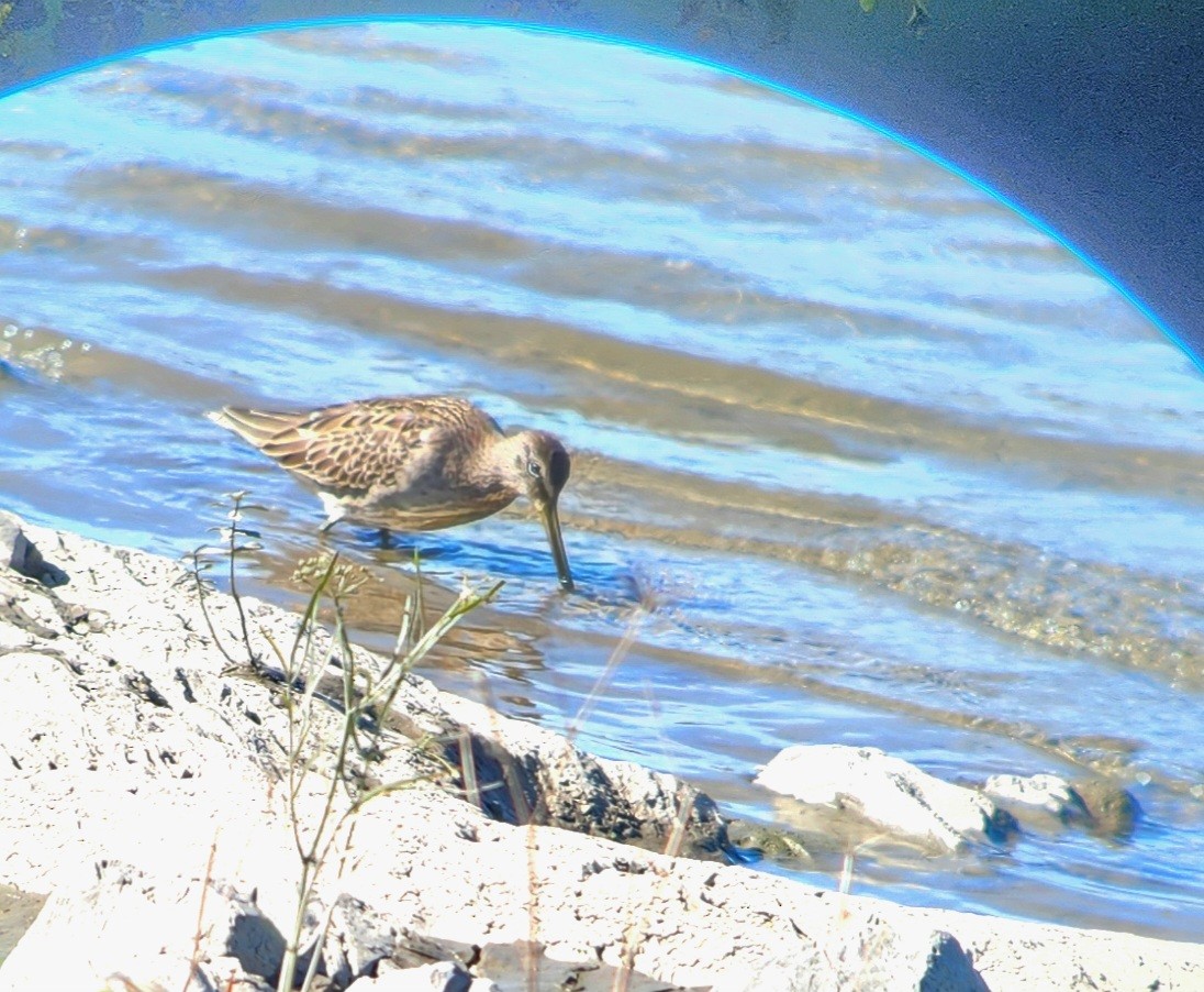 Long-billed Dowitcher - ML642860892