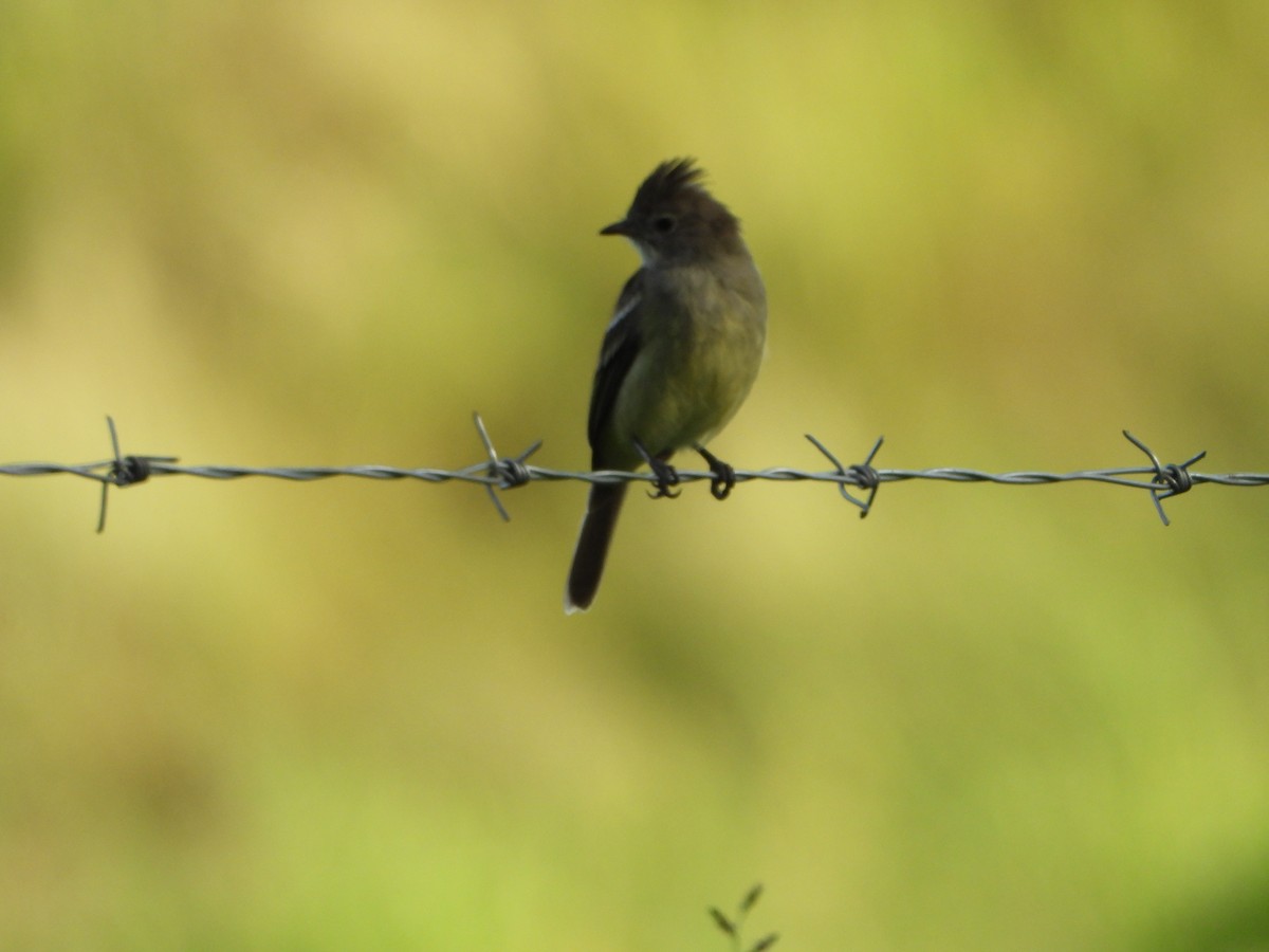 Yellow-bellied Elaenia - ML642860897