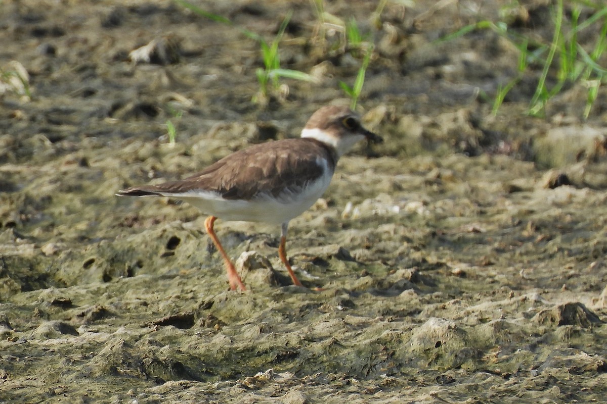 Little Ringed Plover - ML642860900