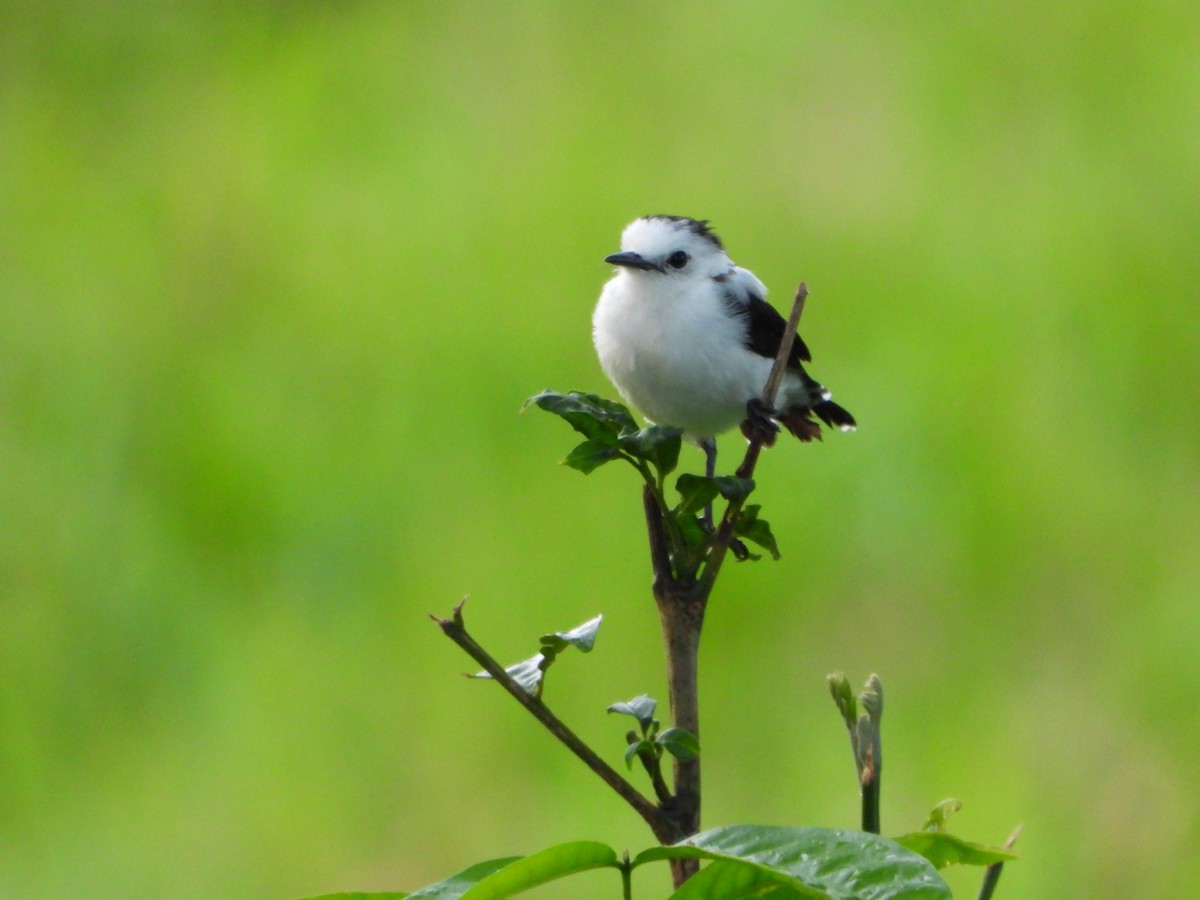 Pied Water-Tyrant - ML642860909