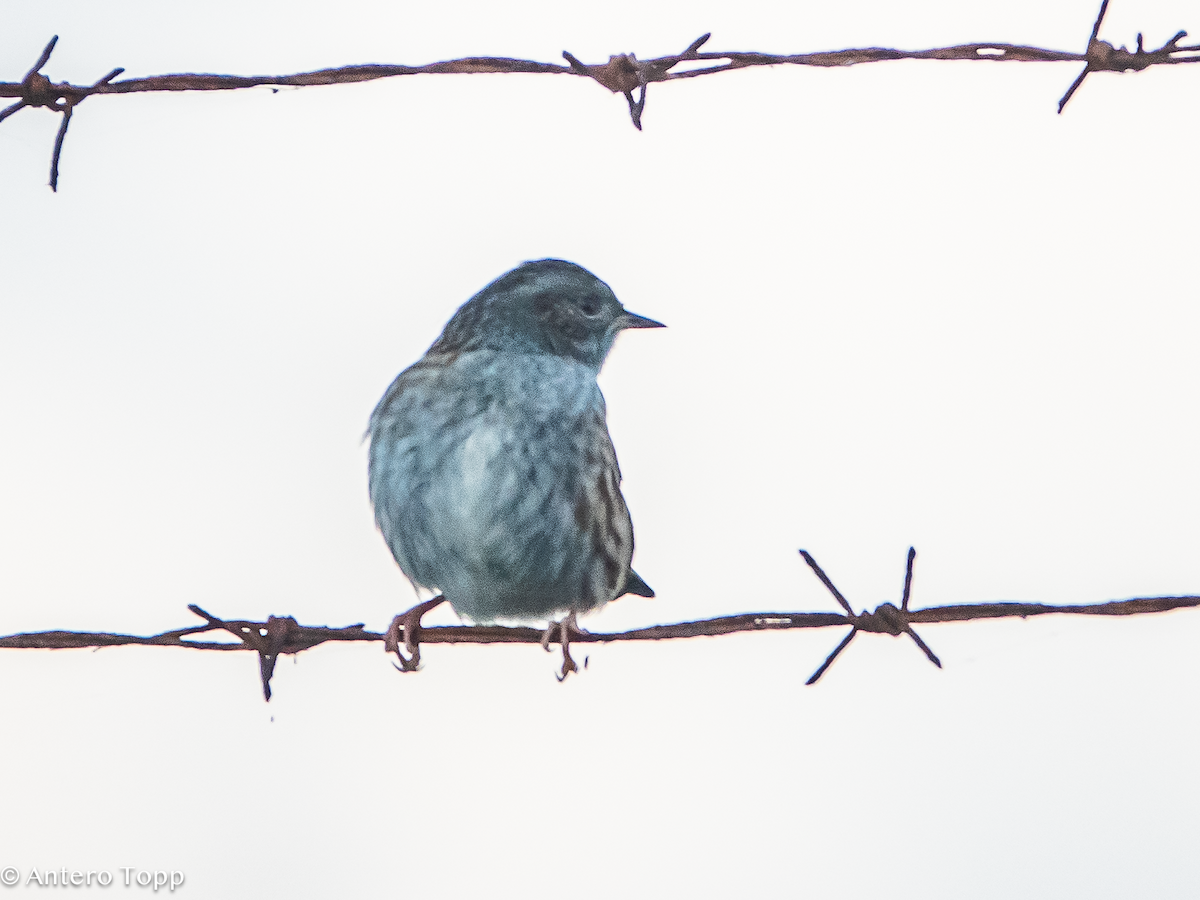 Dunnock - ML642860911