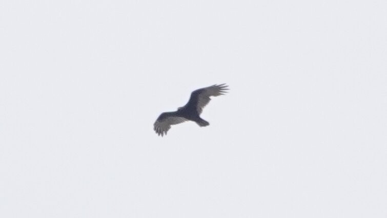 Turkey Vulture - ML642860916