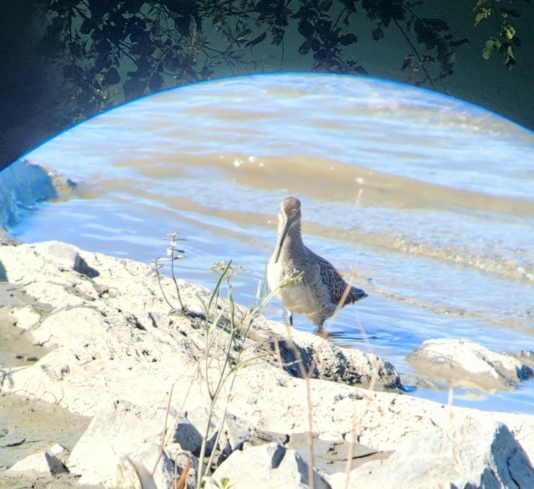 Long-billed Dowitcher - ML642860928